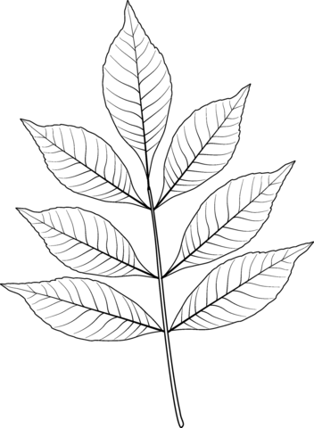 Modesto Ash Leaf Coloring Page